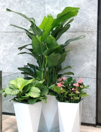 慈溪花卉租赁服务质量高效方法，省时又省力